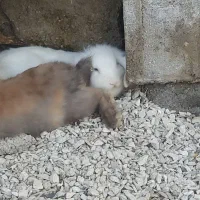 دوعدد خرگوش لوپ|موش و خرگوش|اندیمشک, |دیوار