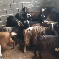 بزغاله ماده شیر مست|حیوانات مزرعه|قائم‌شهر, |دیوار