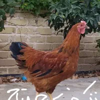 خروس طوسی (بلو) نژاد آیسبار زینتی، برهما|حیوانات مزرعه|تهران, طرشت|دیوار