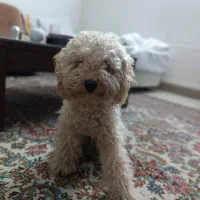 سگ نژاد پودل اصیل مینیاتوری ( رایگان نیست)