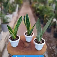 گل هدیه روز مادر تعداد بالا اقتصادی