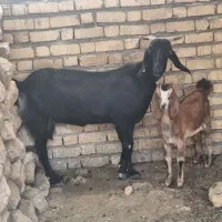 بزدرجه ۱