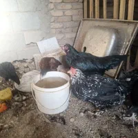 مرغ گلین جوان|حیوانات مزرعه|باسمنج, |دیوار