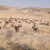 میش داشتی|حیوانات مزرعه|شیراز, احمدآباد|دیوار