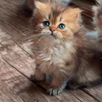 گربه های گوگولی و اصیل (پرشین بریتیش اسکاتیش)