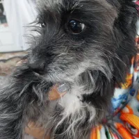 واگذاری رایگان