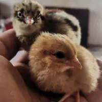 جوجه گلپایگان