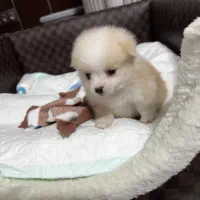 سگ فنجونی ‌پامر