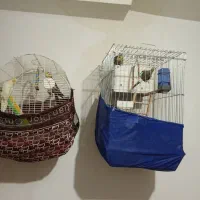 عروس هلندی جفت|پرنده|سقز, |دیوار