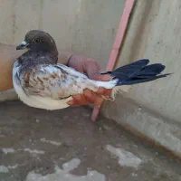 کفتر|پرنده|قم, باغ شریفی|دیوار