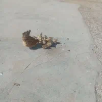 مرغ و جوجه|حیوانات مزرعه|گتوند, |دیوار