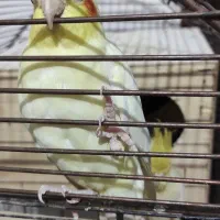 4عدد عروس هلندی|پرنده|فاضل آباد, |دیوار