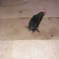 خروس سیاه مرندی|حیوانات مزرعه|خمینی‌شهر, |دیوار