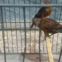 مادهای سرخ قناری|پرنده|بندر ماهشهر, |دیوار