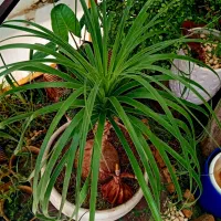 گل گیاه نخل لیندا دم اسبی پافیلی قد بلند