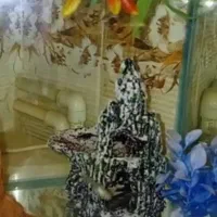 ماهی گوپی دونه ۲۰