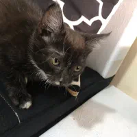 بچه گربه نر