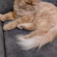 پرشین سوپر فلت گلد|گربه|رشت, کوی مهر|دیوار