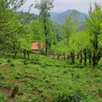 220 متری/جنگلی/طلا 24