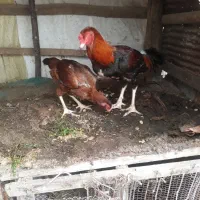 مرغ و خروس لاری ۴ دانگ (کوچصفهان)