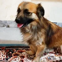 سگ اشپیدز
