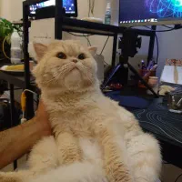 گربه اسکاتیش نر|گربه|ارومیه, |دیوار