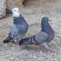 ۸کبوتر جنس یکجای دونه ۱۰۰