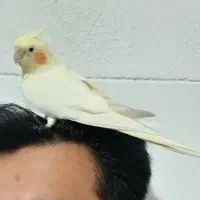 عروس هلندی لوتینو زعفرانی