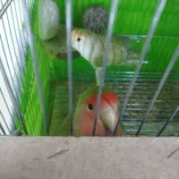 دوتا جوجه طوطی کوتوله 15روزه|پرنده|شاهین‌شهر, خانه کارگر|دیوار