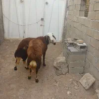 قوچ|حیوانات مزرعه|نورآباد, |دیوار