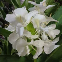 گلهای شاداب  خانگی