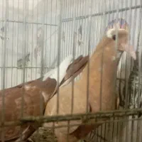 کبوترجوجه زرد پلنگ گلی پلنگ