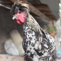 فروش مرغ لهستانی
