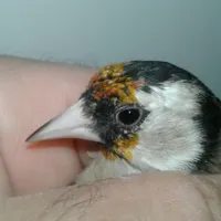 تعدادی سهره نر و ماده
