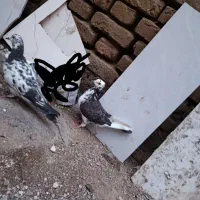 کبوتر|پرنده|خوی, |دیوار