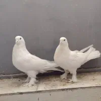 سفید چش نوک پر