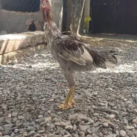 مرغ و خروس لاری اصل