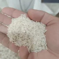 فروش برنج طارم هاشمی|خوردنی و آشامیدنی|قائم‌شهر, |دیوار