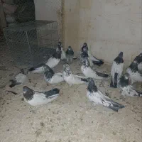 کبوتر کله دم سبز|پرنده|کبودرآهنگ, |دیوار