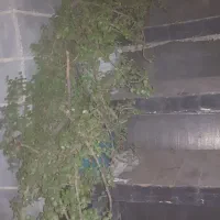 گل و گیاه|گل و گیاه طبیعی|چهاردانگه (تهران), |دیوار