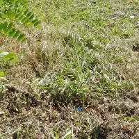 بادام زمینی گولی تقریباً ۳۰۰کیلو