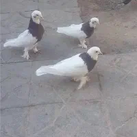 معاوظه با پرنده دیگر