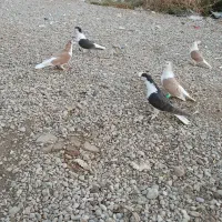 پرنده|پرنده|گتوند, |دیوار