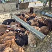 گوسفند زنده کشتارگاه بزرگ در غرب،شرق شعبه فعال|حیوانات مزرعه|تهران, پاسداران|دیوار