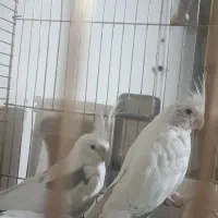 عروس هلندی آلبینو