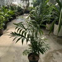 زاموفیلیااگلونماشامادورا ارکیده سانسوریا بنجامین|گل و گیاه طبیعی|تهران, شهرک علم و فناوری|دیوار