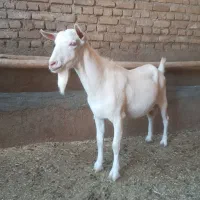 ۲عدد بزغاله نر سانن