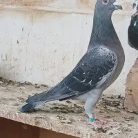 کبوتر پلاکی مسافتی|پرنده|کاشان, قطب راوندی|دیوار