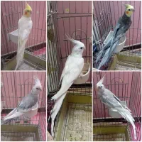 عروس هلندی نر
