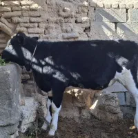 گوساله نر درجه یک|حیوانات مزرعه|جرقویه, |دیوار